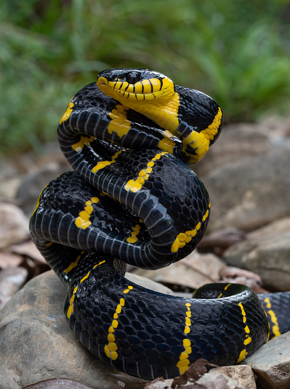 🐍 Just For SnakeLovers 🐍
