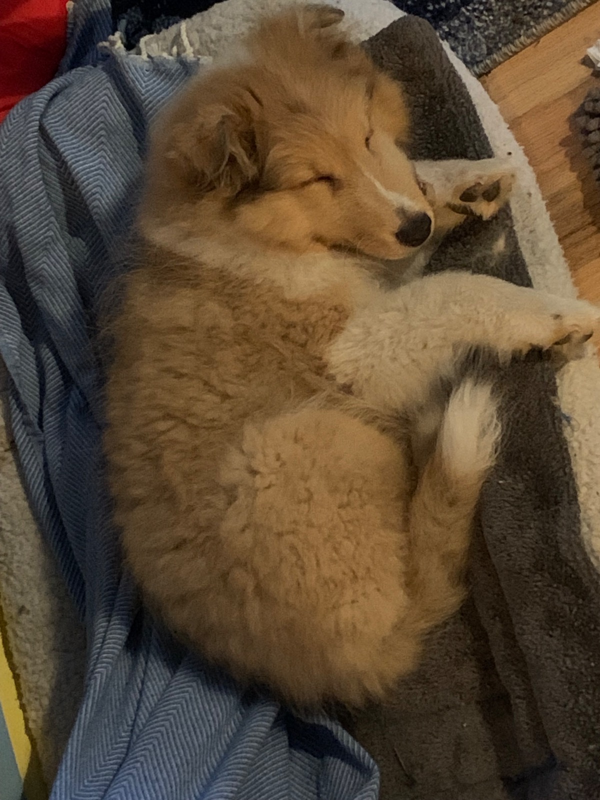 sleeping puppy