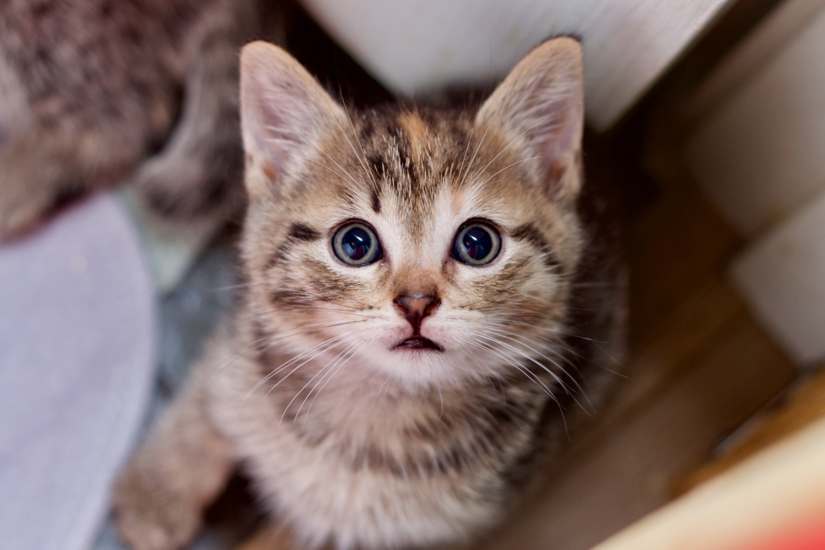 The Meowsletter, your biweekly dose of cats! 😺