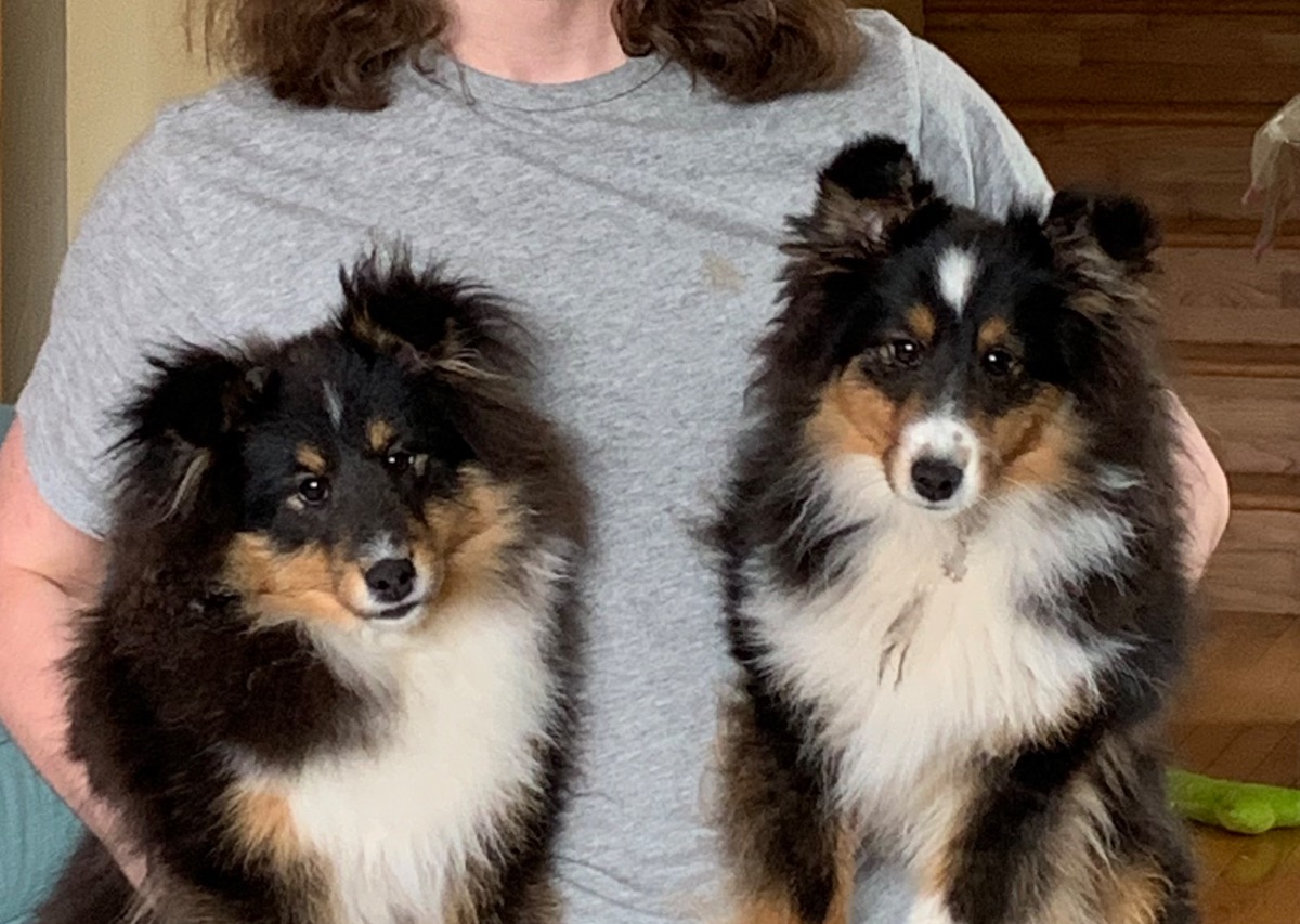 two very similar looking puppies