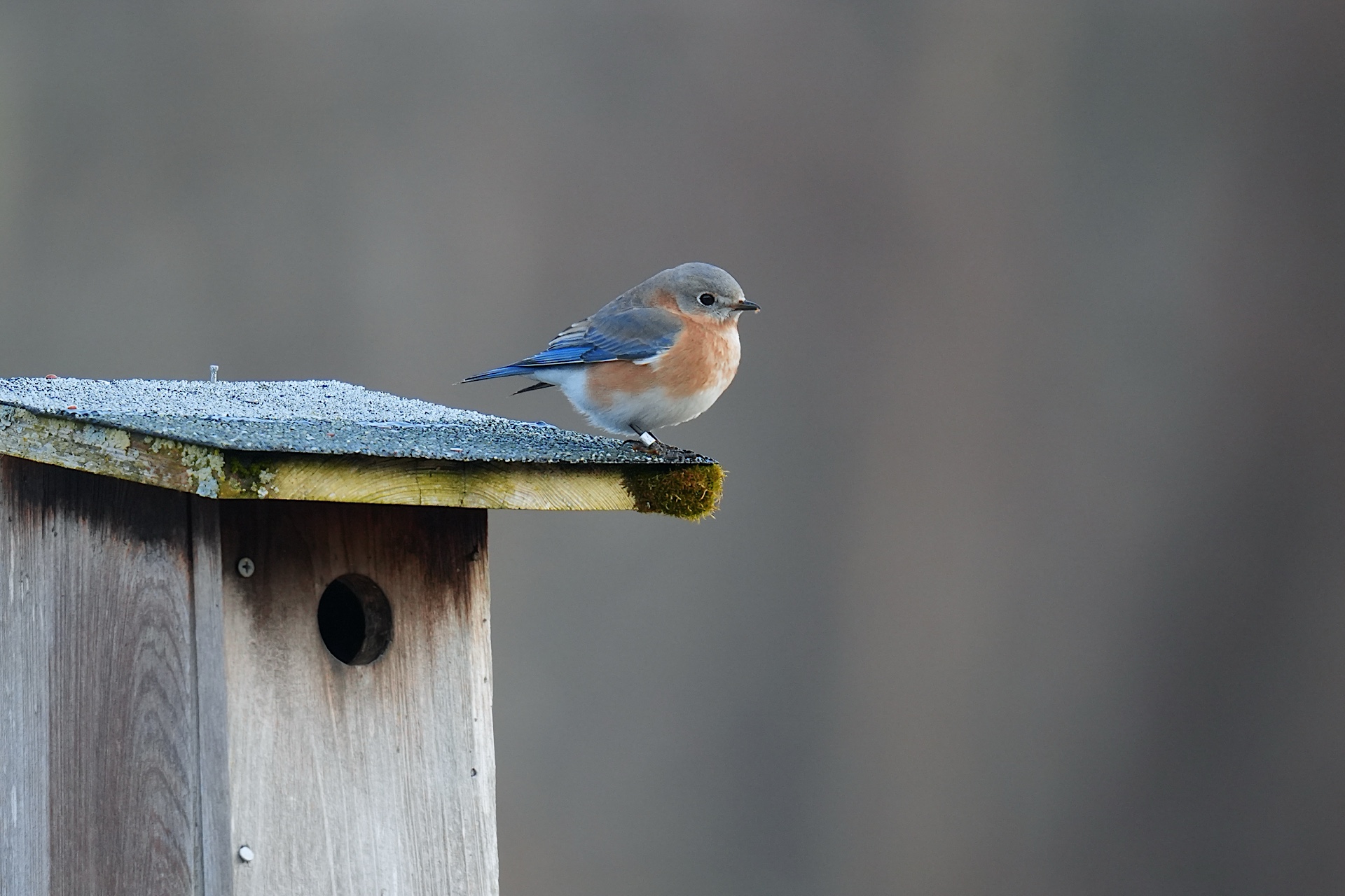 Find out when new pictures are added to birdsofrockefeller.com