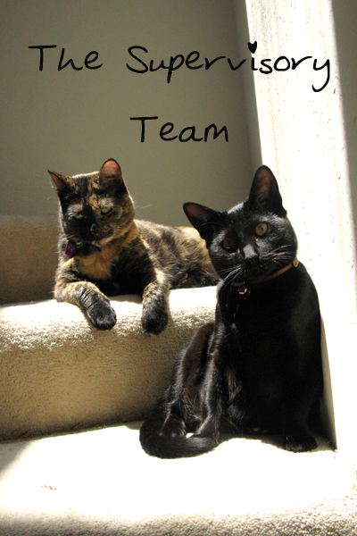 Updates and Cat Pictures