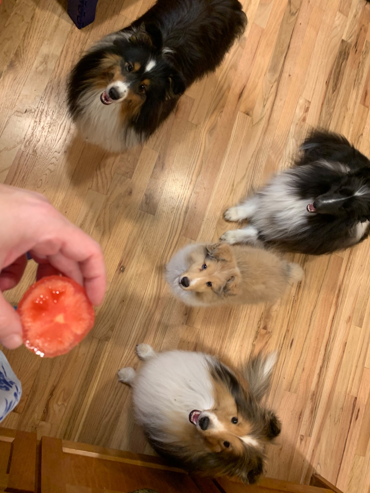 four dogs staring eagerly at tomato