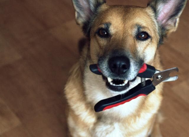 Counter Conditioning Nail Trims With Your Dog