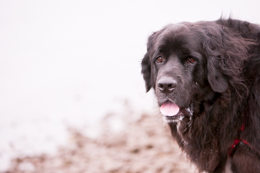 Get the good stuff with virtual slobber