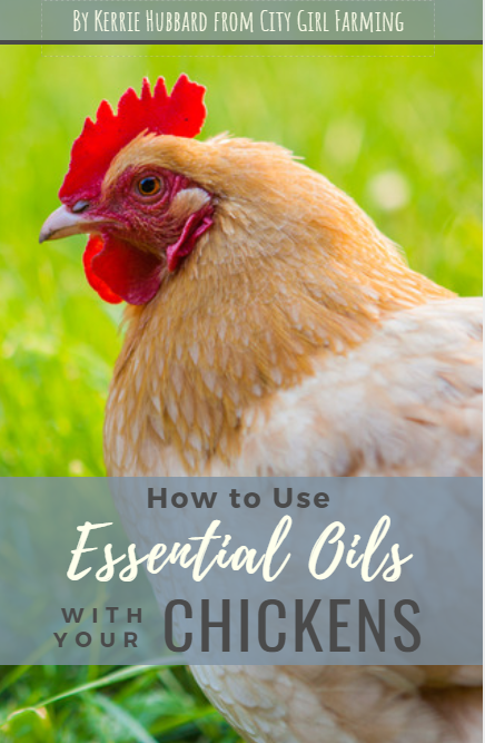 Using Essential Oils with Your Backyard Flock
