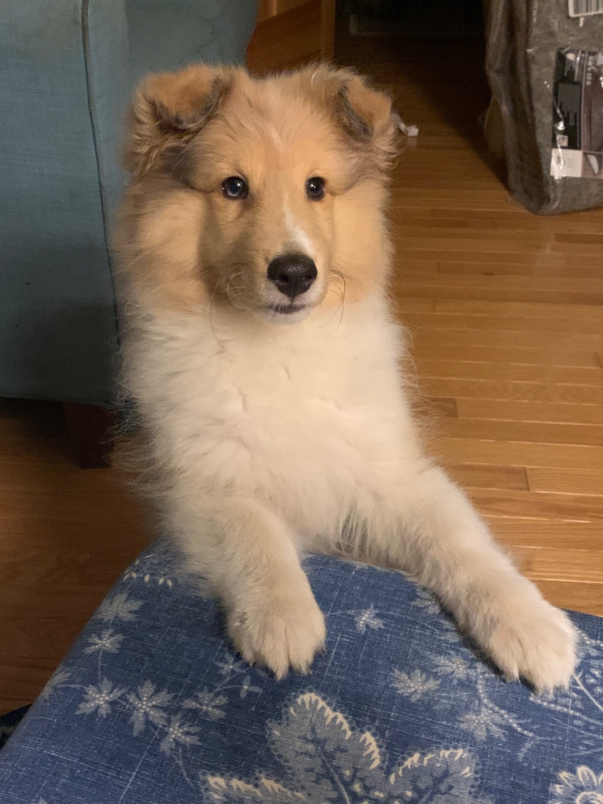 young sheltie with her paws on an ottoman