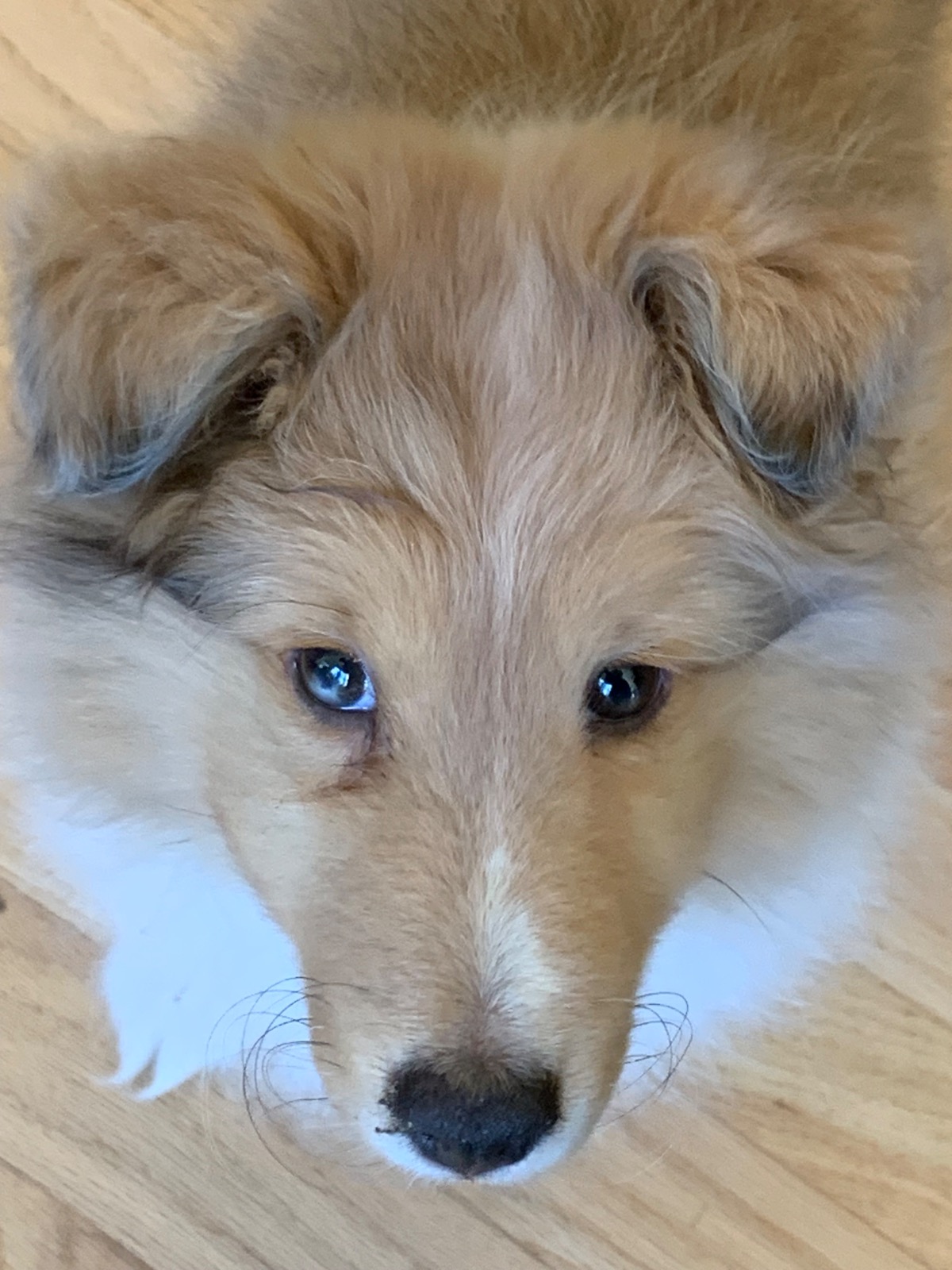 puppy looking into camera
