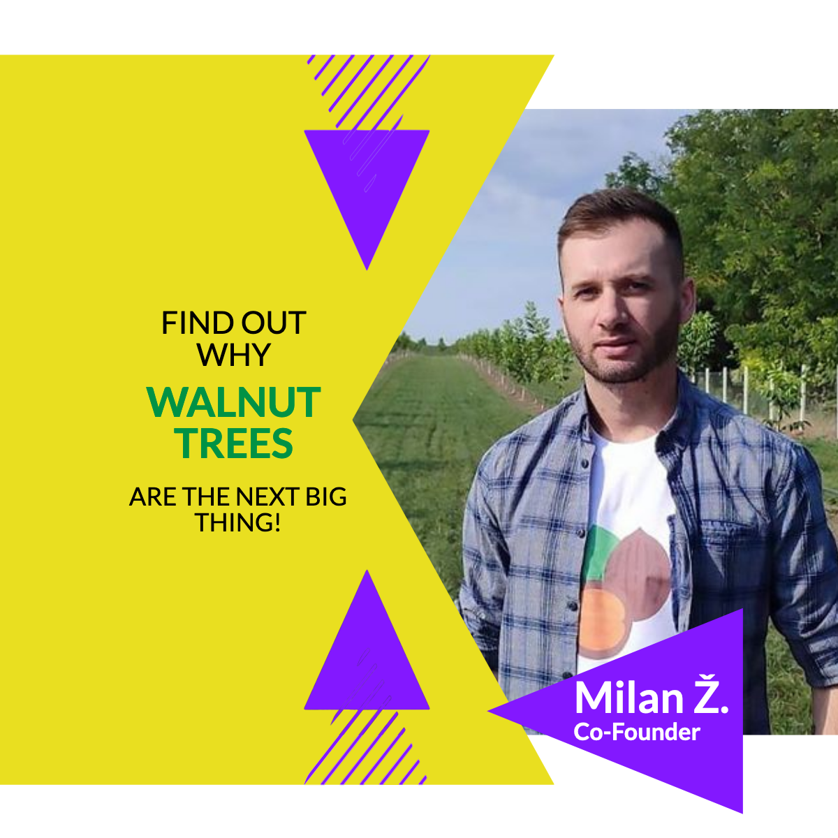 Invest in walnuts - Real passive income