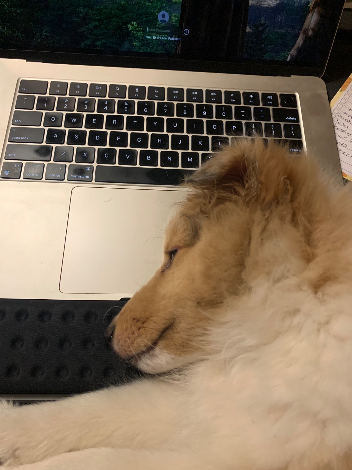 puppy head on laptop keyboard