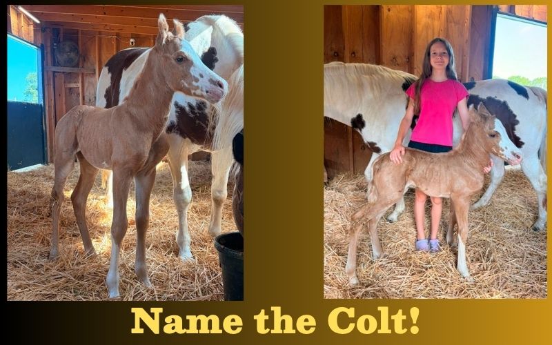 New colt
