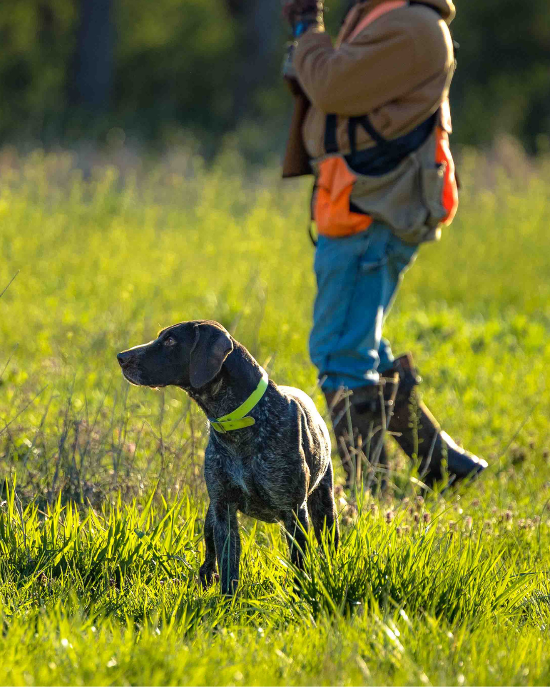 Build the Companion Gun Dog of Your Dreams!