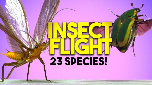 Slow-motion video showcasing diverse flight styles and wing movements of 23 insect species across 7 orders.