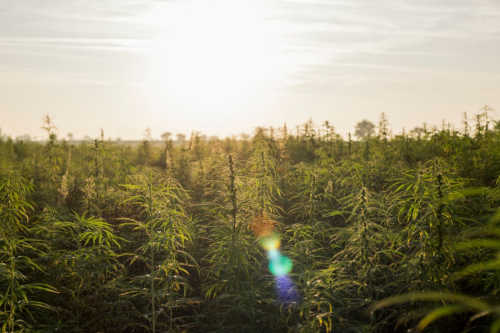 Get the BEST updates delivered to your inbox from TruHarvest Farms.