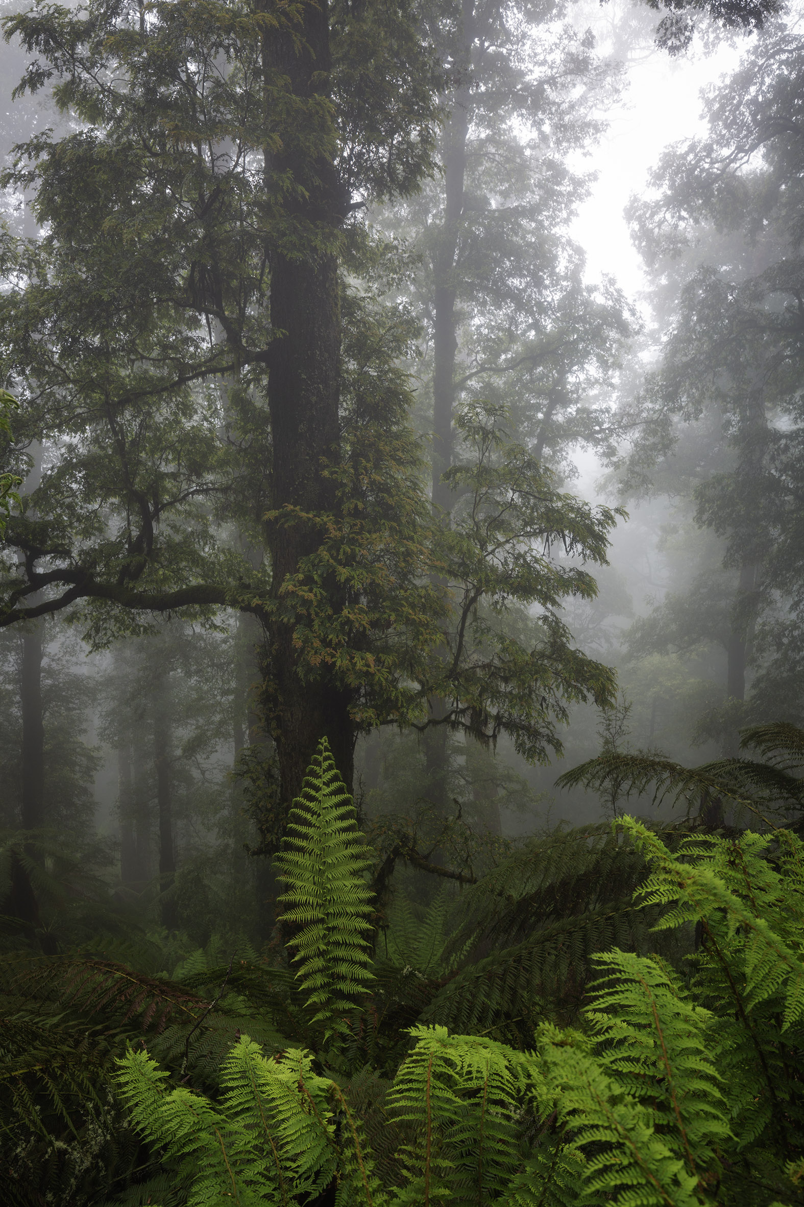 THE GREAT FOREST TRAIL MARATHON