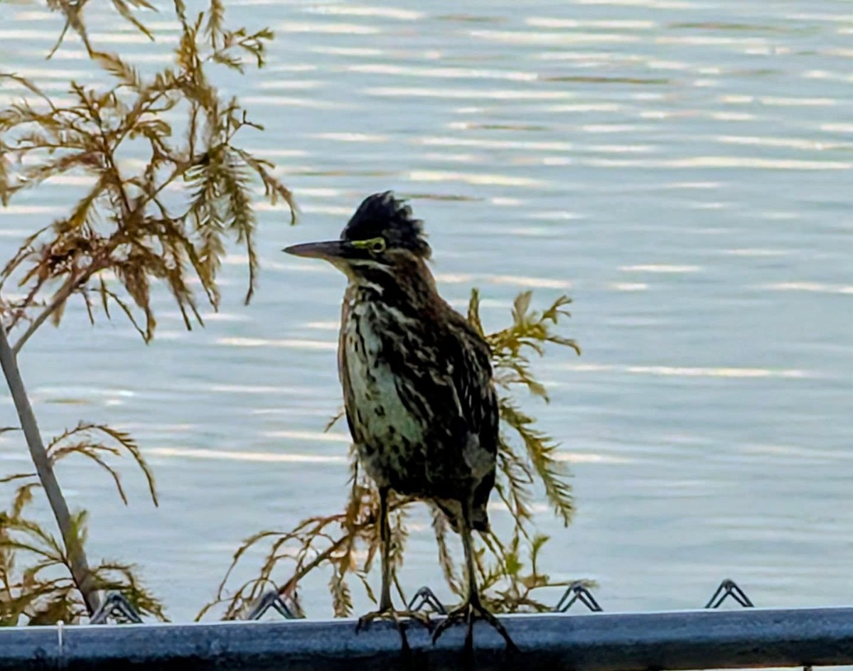 Green heron at Lake Buckeye