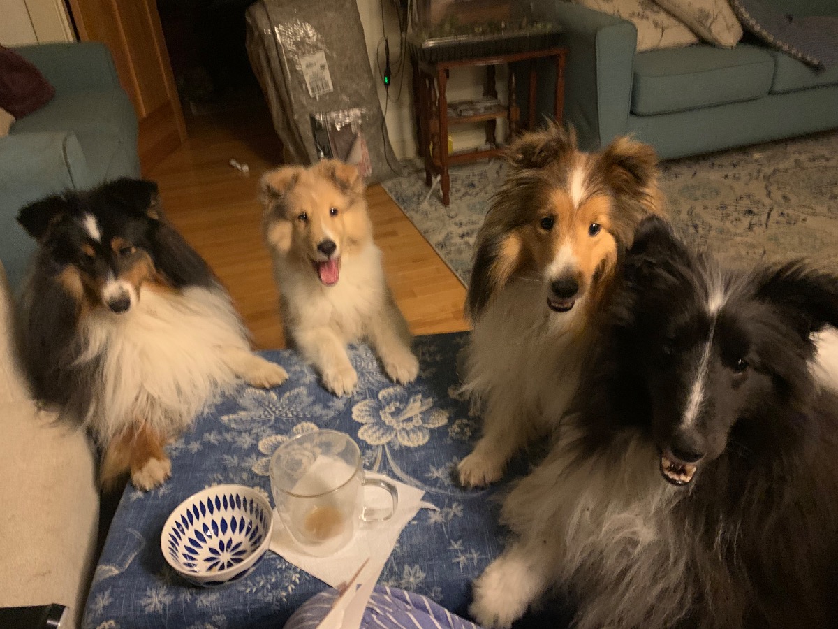 four dogs with their paws on an ottoman
