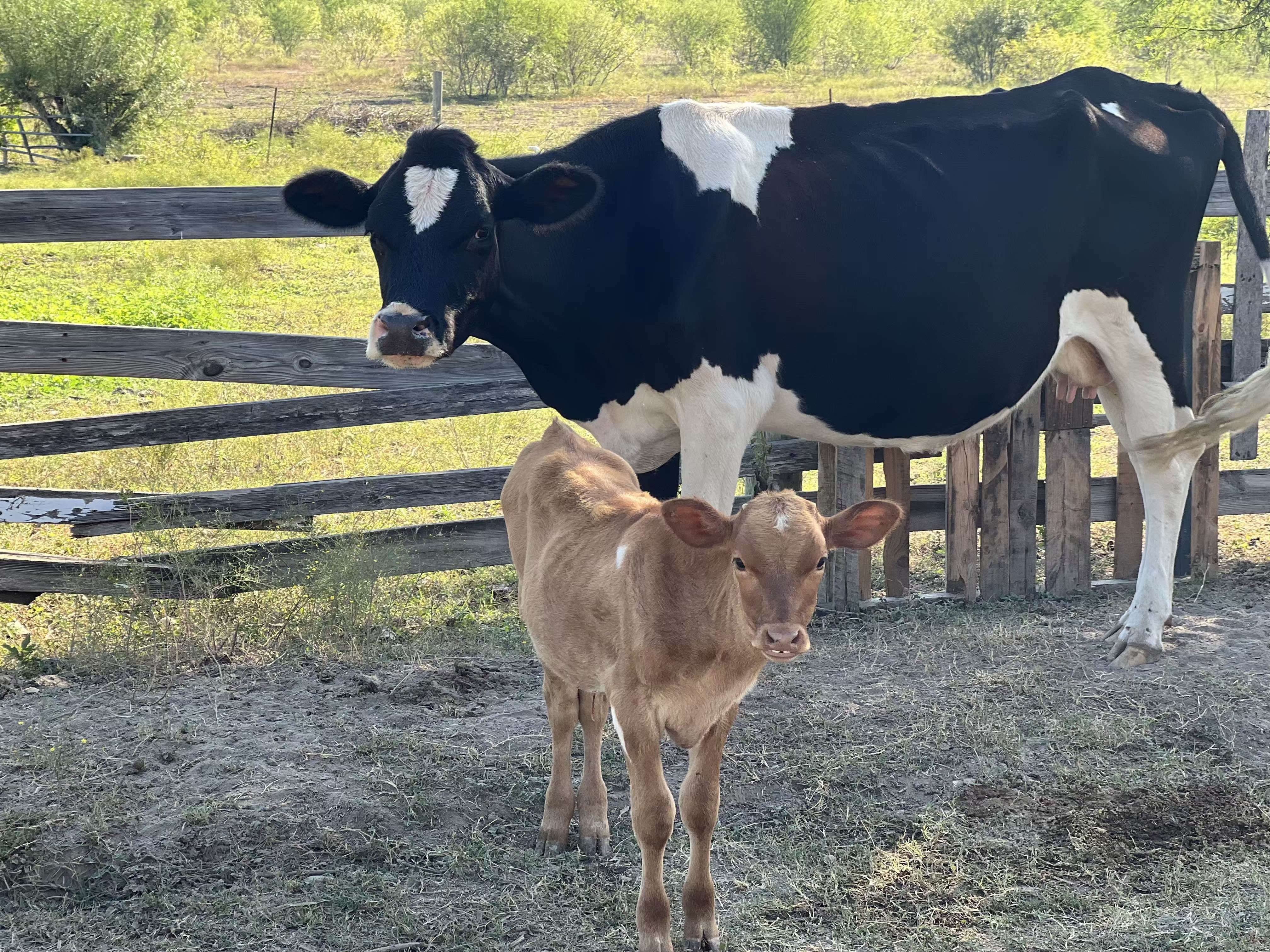 MOOJESUS! Dairy is back!