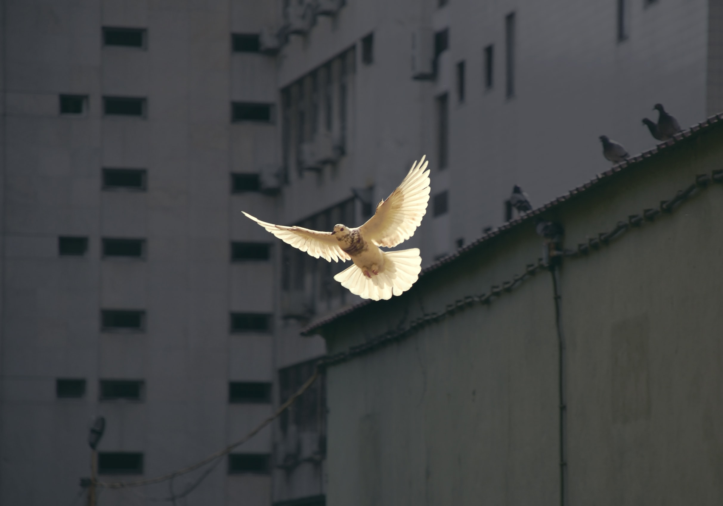 Peace in the Pandemic