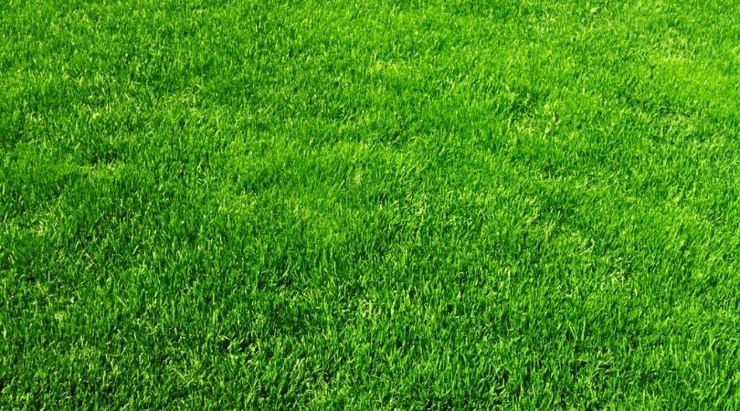 Download Our ‘Ultimate Lawn Care Guide for All Seasons’ FREE!!