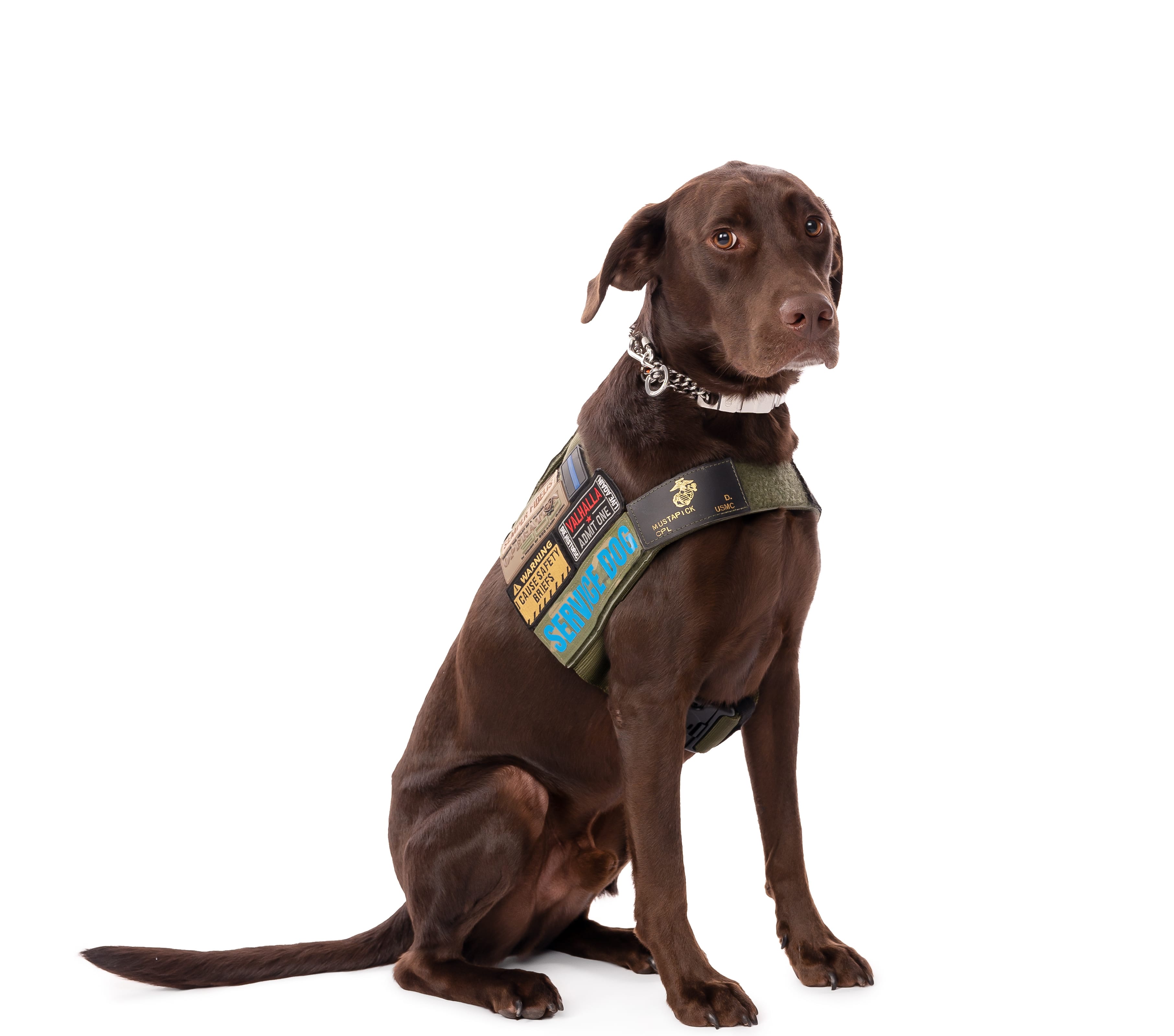 Canine Ops - Dog Training for Service Therapy Dogs for Veterans & Pet Owners