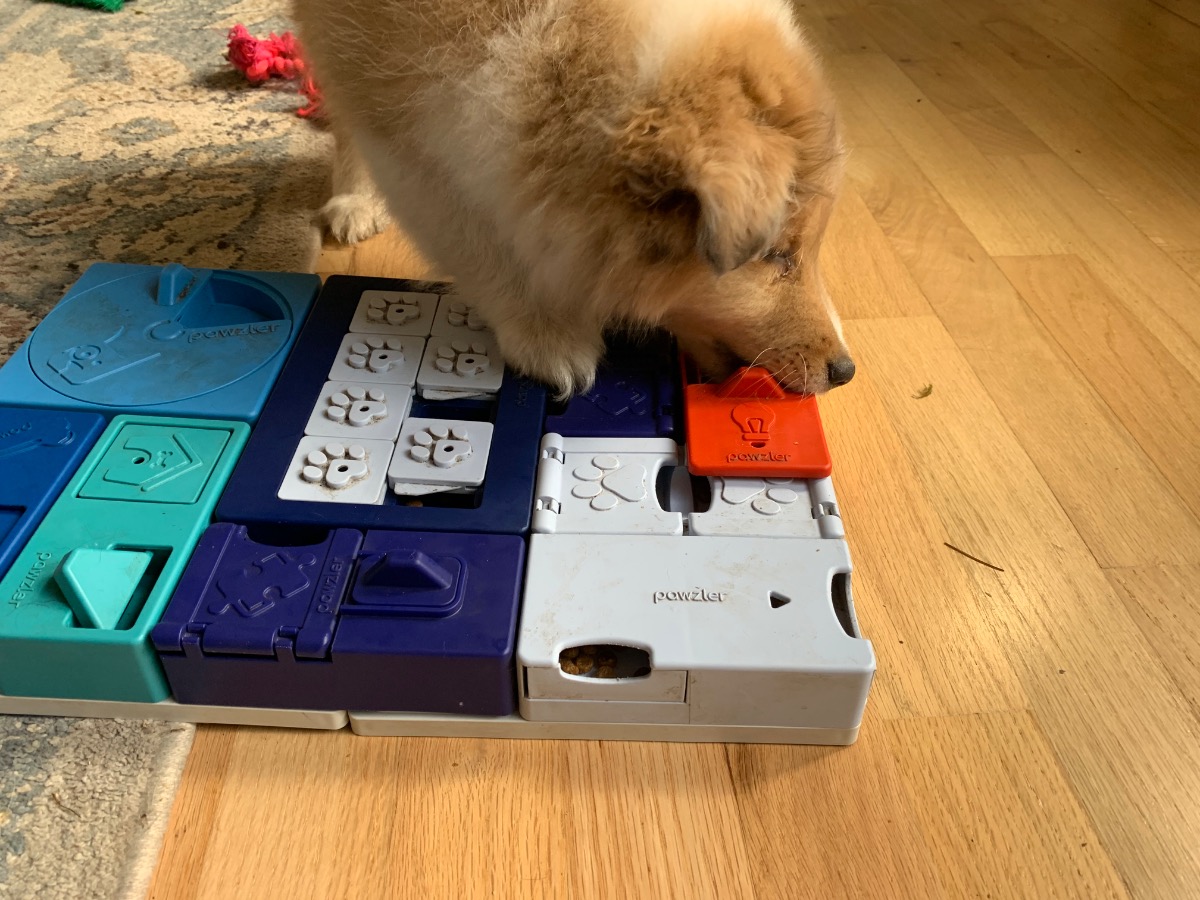 puppy with puzzle