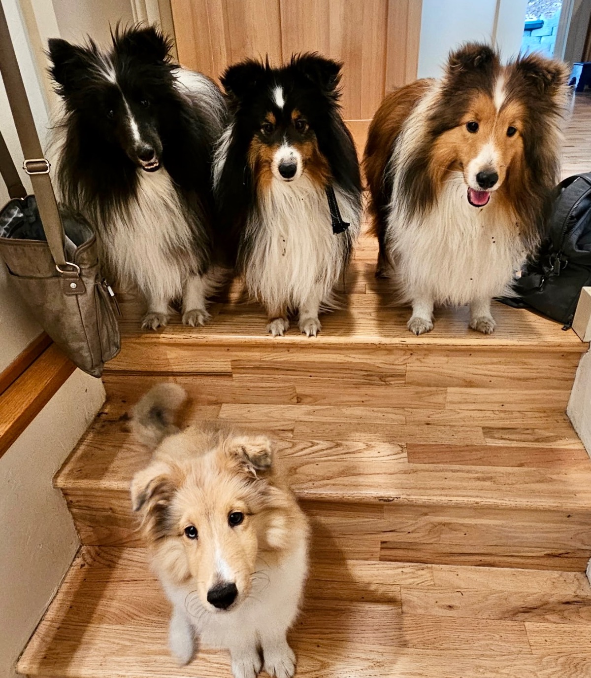 four Shelties on stairs watching eagerly