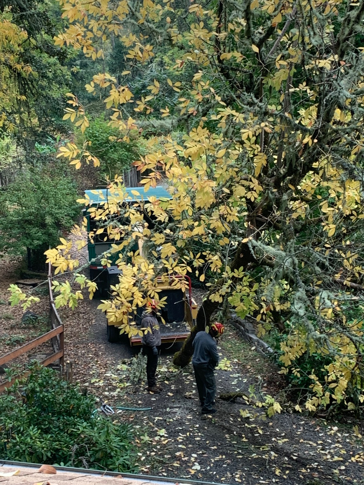 confusing image of tree where tree does not belong