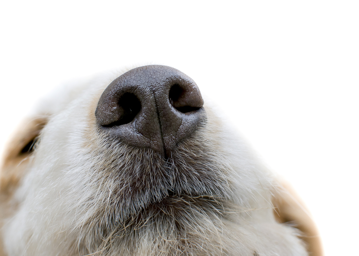 Get All The News That’s Fit To Fetch™ delivered to your inbox.